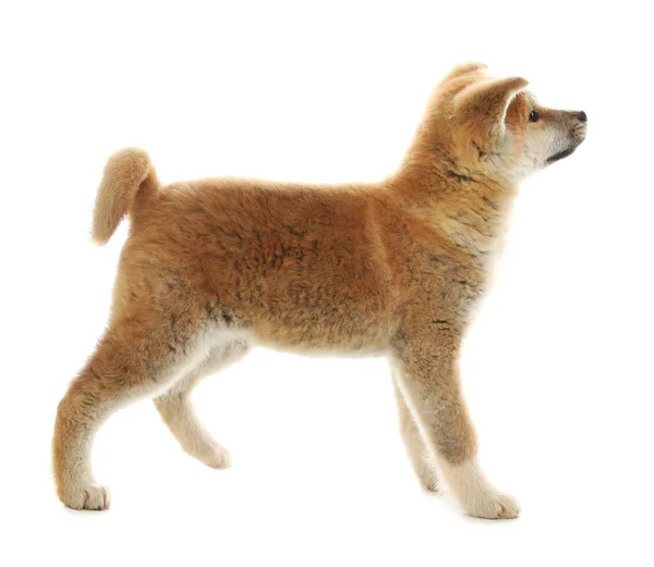 Schattig Akita Inu puppy geïsoleerd op wit — Stockfoto