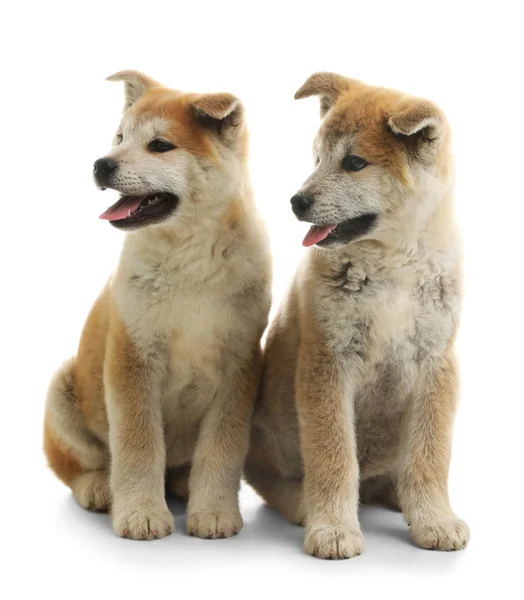 Bonito filhotes akita inu isolados em branco — Fotografia de Stock