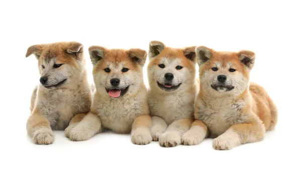 Lindos cachorros akita inu aislados en blanco —  Fotos de Stock