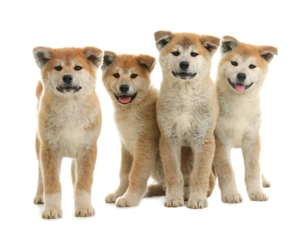 Lindos cachorros akita inu aislados en blanco —  Fotos de Stock