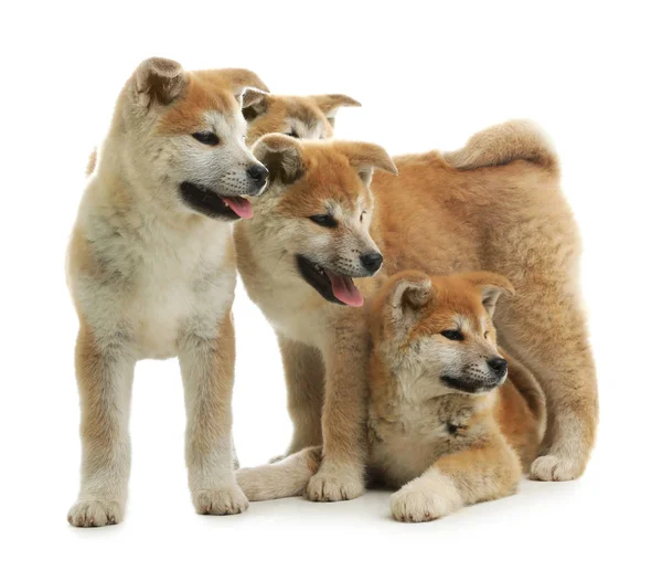 Lindos cachorros akita inu aislados en blanco —  Fotos de Stock