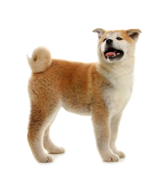 Cute akita inu puppy isolated on white — Stock Photo, Image