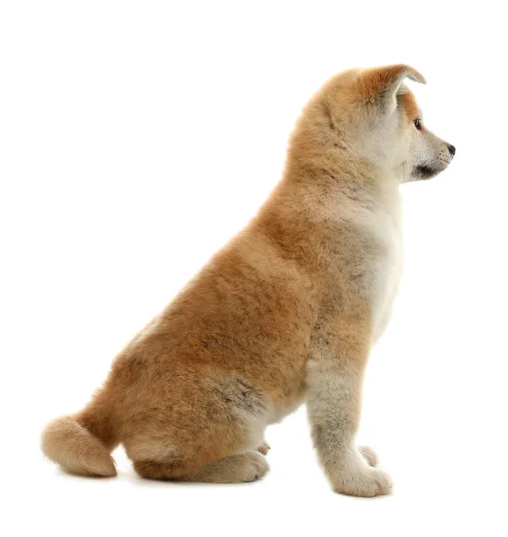Cão bonito akita inu isolado em branco — Fotografia de Stock