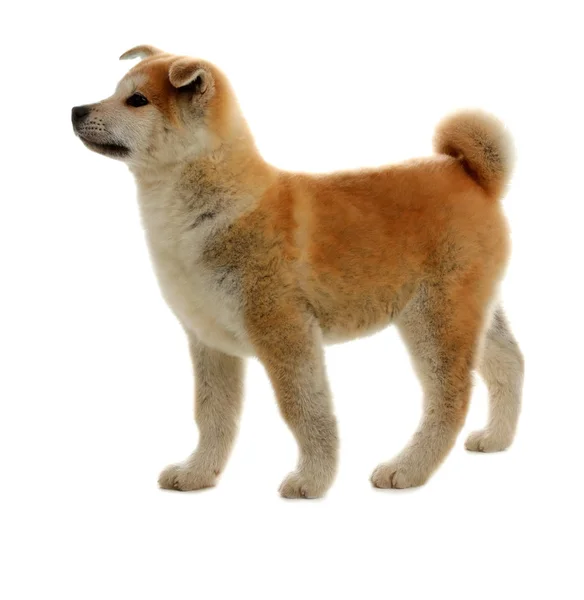 Lindo cachorro akita inu aislado en blanco — Foto de Stock