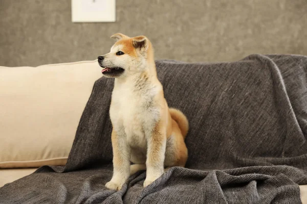 Cute Akita Inu Puppy na kanapie w salonie — Zdjęcie stockowe