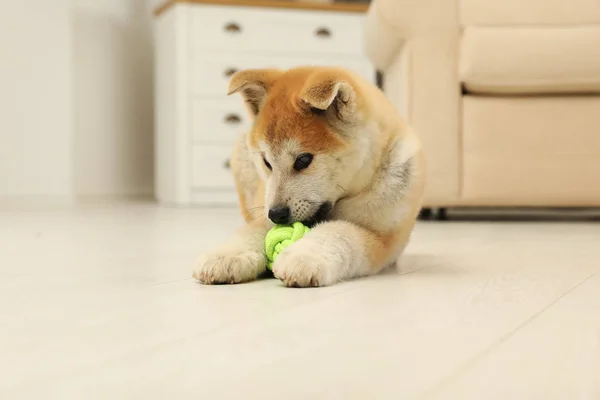 귀여운 아키타 이누 강아지 재생 와 공 에 거실 — 스톡 사진