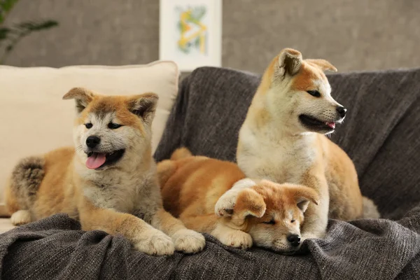 Carino akita inu cuccioli sul divano in soggiorno — Foto Stock