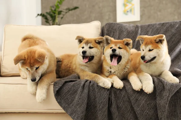 Niedliche akita inu Welpen auf dem Sofa im Wohnzimmer — Stockfoto