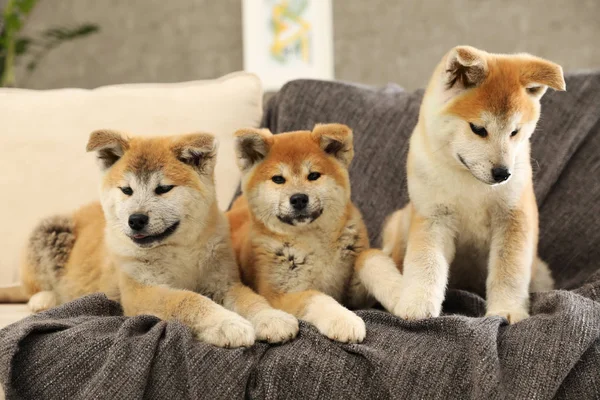 Bonito filhotes akita inu no sofá na sala de estar — Fotografia de Stock