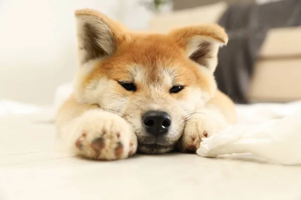 Lindo akita inu cachorro acostado en suelo interior — Foto de Stock