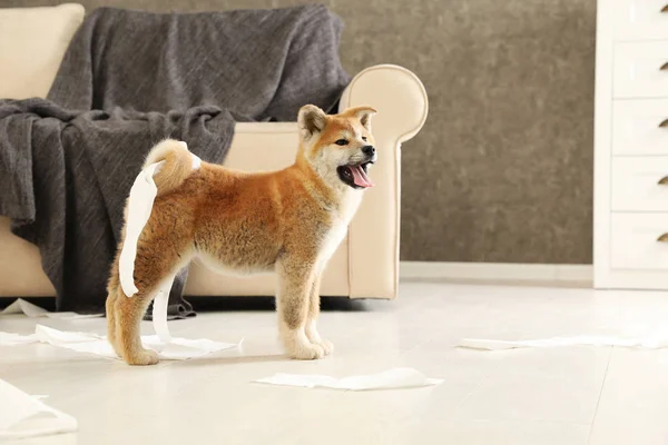 Симпатичный щенок акита-ину играет с туалетной бумагой в помещении — стоковое фото