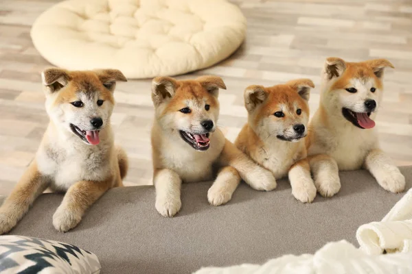 Filhotes engraçados de akita inu no sofá na sala de estar — Fotografia de Stock