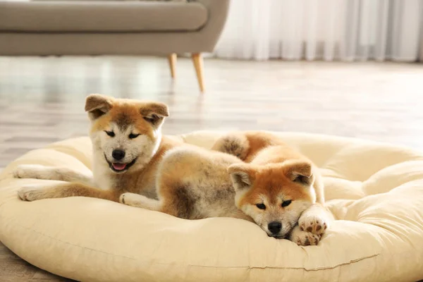 Bonito akita inu filhotes no pet travesseiro dentro de casa — Fotografia de Stock