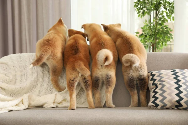 Vicces Akita Inu kölykök a kanapén a nappaliban — Stock Fotó