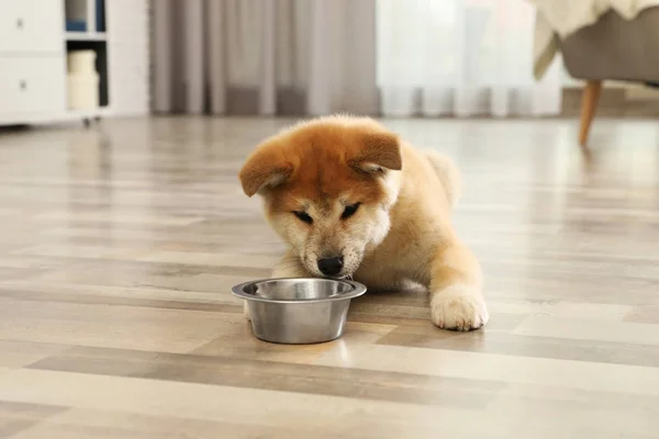 Cute akita inu cachorro perto de tigela de alimentação em casa — Fotografia de Stock