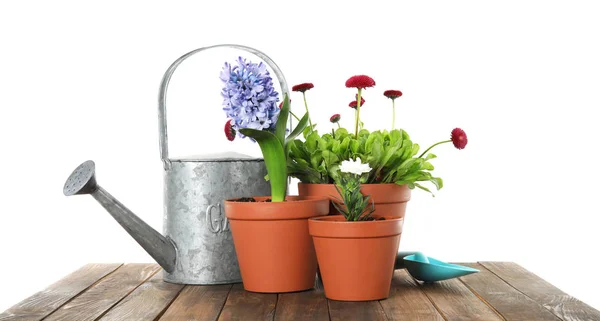 Florescimento em vaso flores e equipamentos de jardinagem em mesa de madeira contra fundo branco — Fotografia de Stock