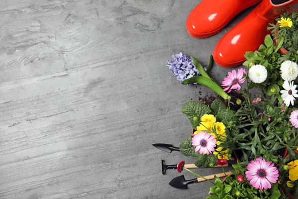 Flache Liegekomposition mit Gartengeräten und Blumen auf farbigem Hintergrund, Platz für Text — Stockfoto