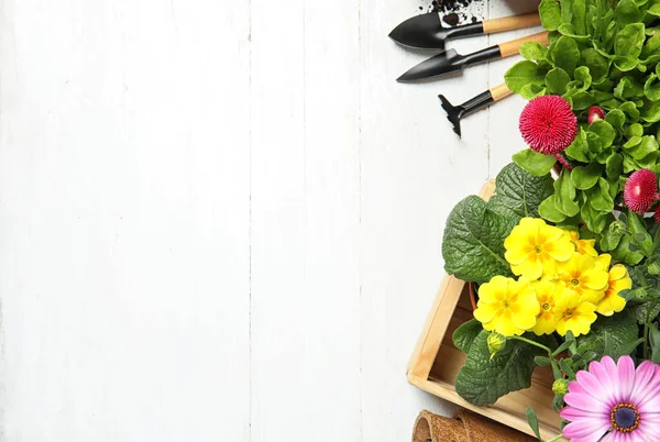 Composição com equipamento de jardinagem e flores na mesa de madeira, vista superior — Fotografia de Stock