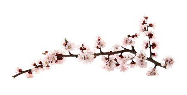 Vackra blommande aprikos träd gren på vit bakgrund — Stockfoto