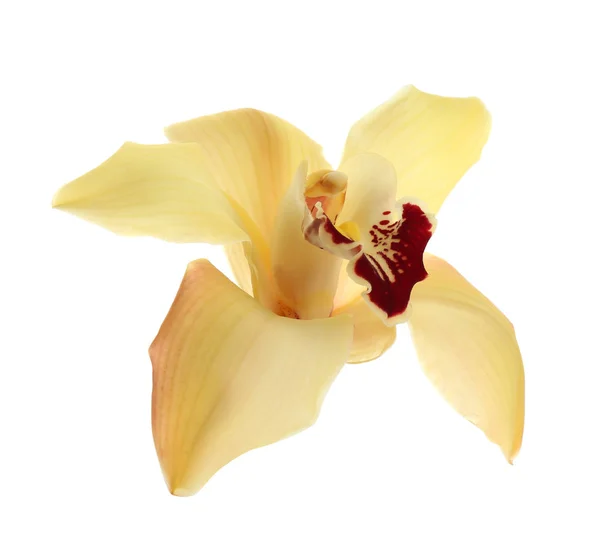 Beautiful tropical orchid flower on white background — Stock Photo, Image