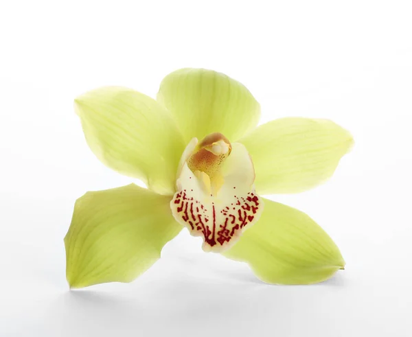 Beautiful tropical orchid flower on white background — Stock Photo, Image