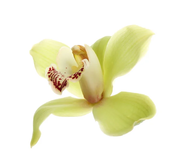 Beautiful tropical orchid flower on white background — Stock Photo, Image