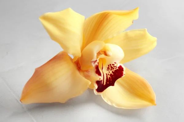 Beautiful tropical orchid flower on grey background, closeup — Stock Photo, Image