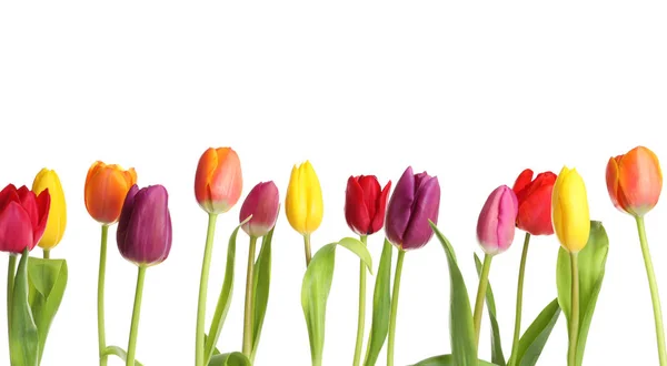 Mooie heldere tulpen op witte achtergrond. Lente bloemen — Stockfoto