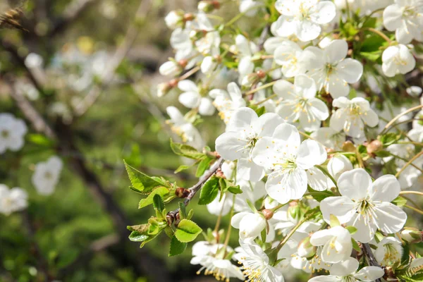 Closeup kilátás a virágzó Tavaszi fa napsütéses napon. Szóköz a szöveghez — Stock Fotó