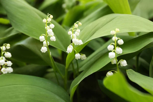 Beau lys parfumé de la vallée comme fond — Photo