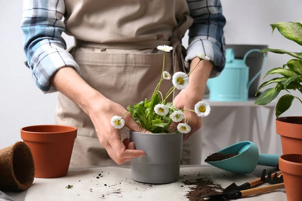 Mujer trasplantando planta de interior en la mesa, vista de cerca — Foto de Stock