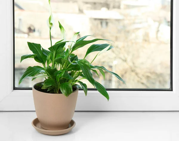 Mooie Peace Lily plant in pot op vensterbank thuis, ruimte voor tekst — Stockfoto