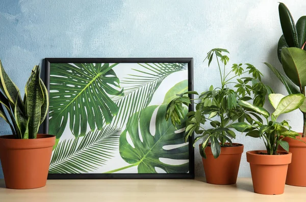 Krukväxter hem och bild på bordet mot färg väggen — Stockfoto