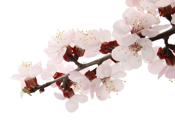 美丽的开花杏树分支在白色背景 — 图库照片