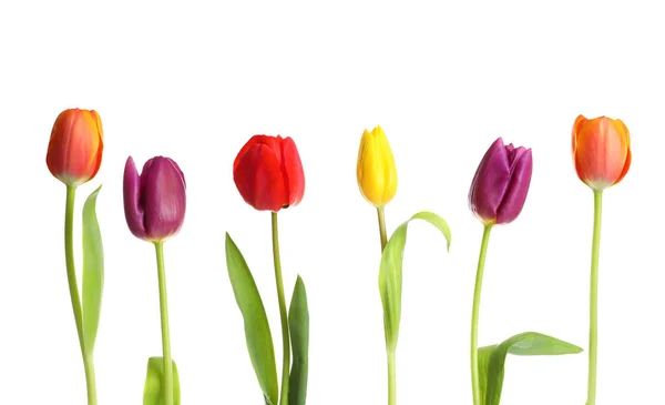 Bei tulipani luminosi su sfondo bianco. Fiori primaverili — Foto Stock