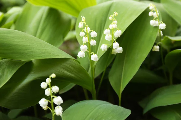 Beau lys parfumé de la vallée comme fond — Photo