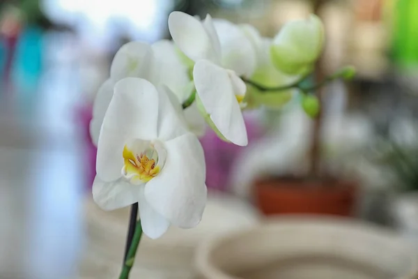 Mooie bloeiende tropische orchidee in winkel, close-up. Ruimte voor tekst — Stockfoto