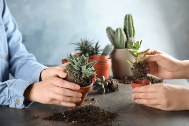 Kadınlar masadaki yeni saksılara ev bitkileri naklediyor.