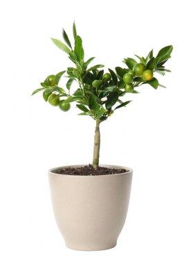 Beyaz arka plan üzerinde Calamondin ev bitki ile Pot