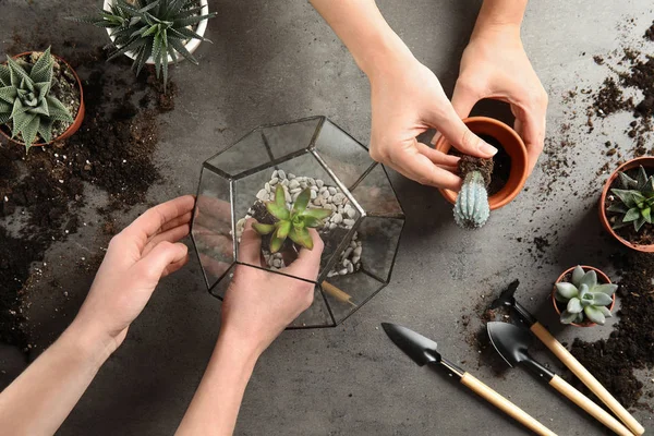 Femmes transplantant des plantes à la maison sur fond gris, vue de dessus — Photo