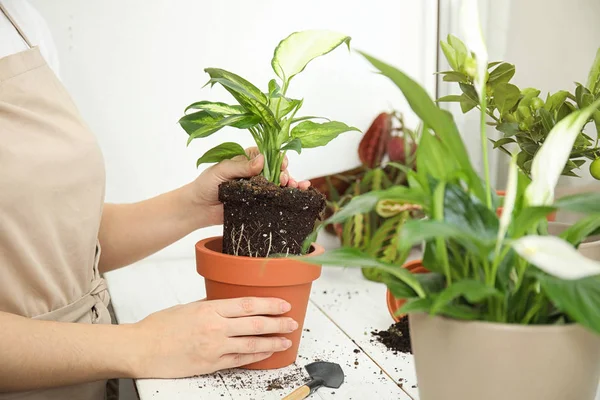Жінка пересаджує домашню рослину в новий горщик на підвіконні, крупним планом — стокове фото