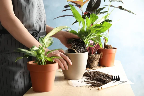 Mujer trasplantando planta casera en maceta nueva en la mesa, primer plano —  Fotos de Stock