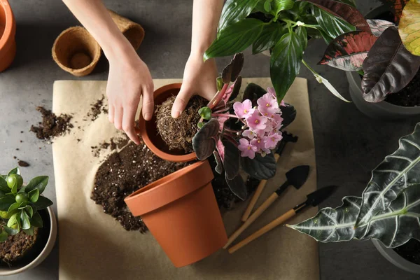 Woman transplanting home plants at table, top view — 스톡 사진