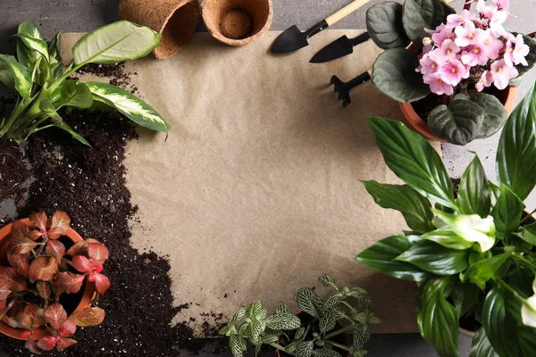 Flache Liegekomposition mit Töpfen, Zimmerpflanzen und Gartengeräten auf grauem Hintergrund. Raum für Text — Stockfoto