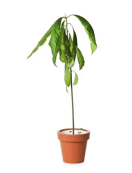 Kranke Heimpflanze im Topf auf weißem Hintergrund — Stockfoto