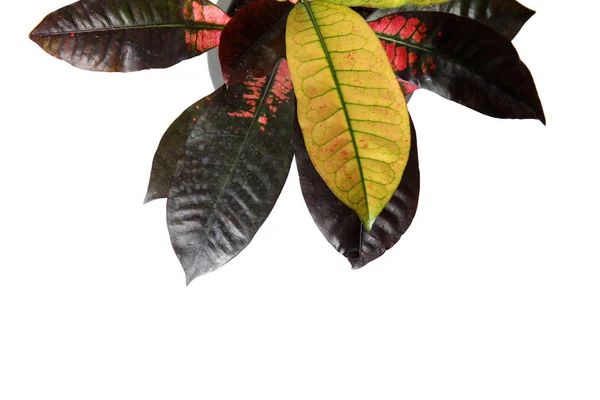 Pote com Croton planta home no fundo branco, vista superior — Fotografia de Stock