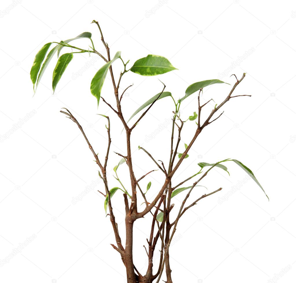 Sick home plant on white background, closeup