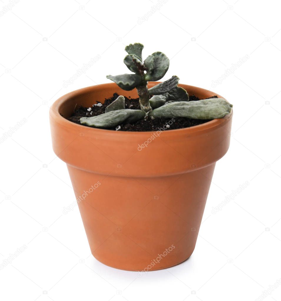 Potted home plant with leaf disease on white background