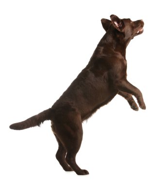 Çikolata labrador retriever beyaz arka plan üzerinde atlama