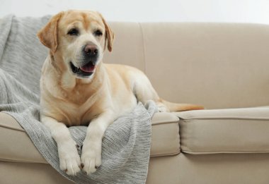 Sarı labrador Retriever, rahat koltukta, kapalı bir yerde.